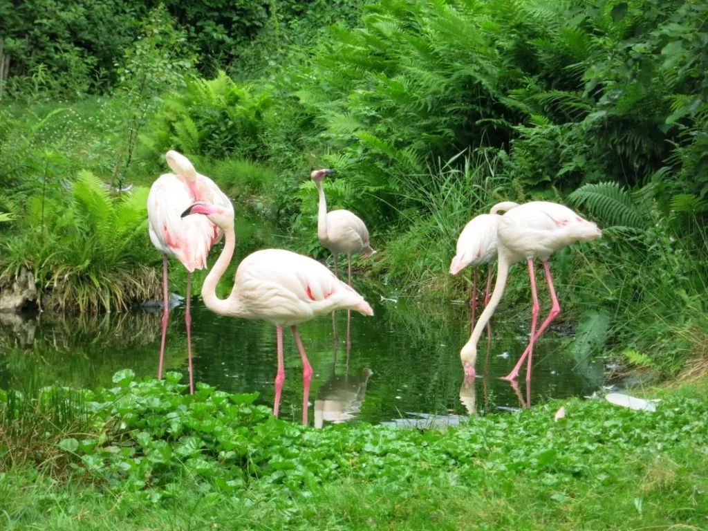 En gruppe rosa flamingoer står og mater seg ved en liten dam omgitt av frodig grønn vegetasjon.